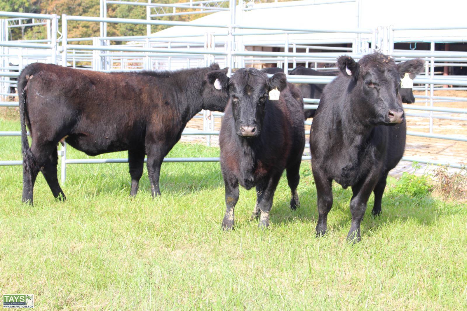 Tays Realty Auction Online Cattle Auction Head Of Registered